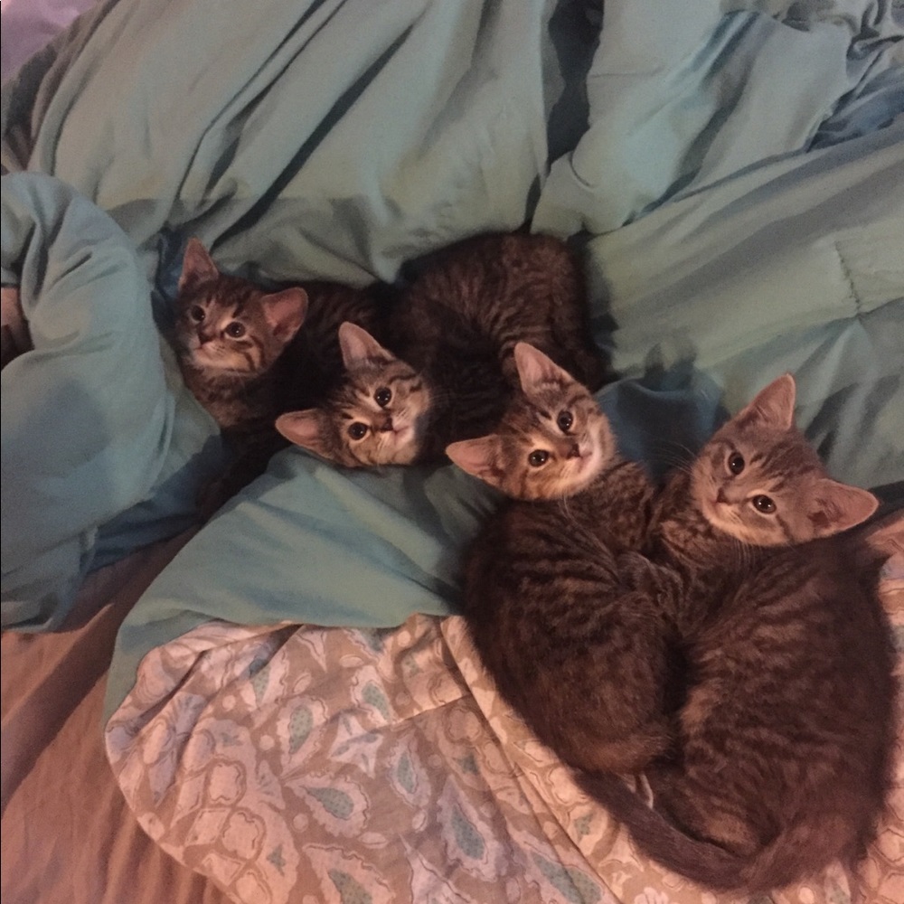 Meet your Posher, Elizabeth